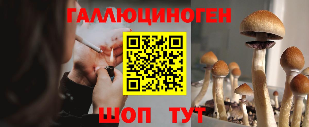 Егорьевск  Галлюциногенные грибы Cubensis  Вход с VPN 